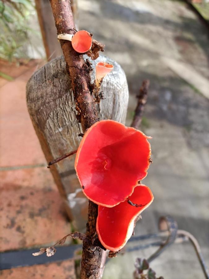 Mugello Nido d'amore in mezzo al verde Polcanto Esterno foto