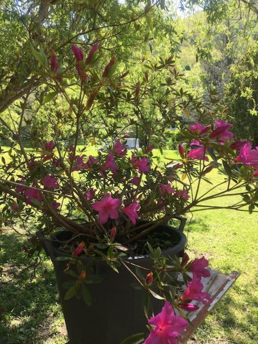 Mugello Nido d'amore in mezzo al verde Polcanto Esterno foto